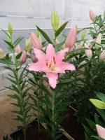 [4215 Barrage No201.JPG]